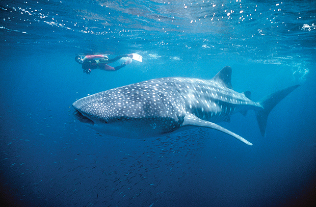 Ningaloo Reef - Western Australia